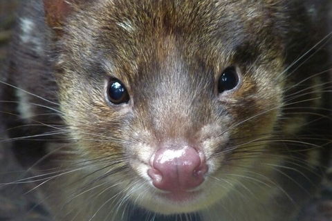 1-Hour Tasmanian Devil Feeding Day Tour At Cradle Mountain - Pubs Adelaide 3