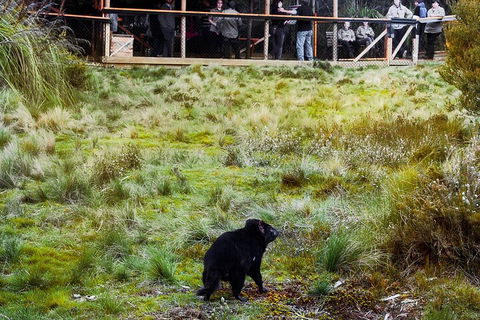 1-Hour Tasmanian Devil Feeding Day Tour At Cradle Mountain - Pubs Adelaide 5