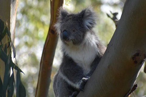 Full-Day Bus Tour Phillip Island Wildlife And Brighton Beach - Pubs Adelaide 0