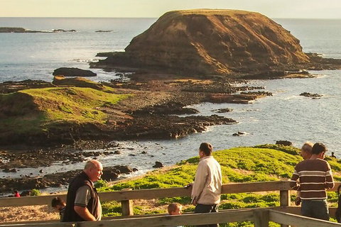 Full-Day Bus Tour Phillip Island Wildlife And Brighton Beach - Pubs Adelaide 2