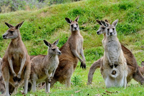 Full-Day Bus Tour Phillip Island Wildlife And Brighton Beach - Pubs Adelaide 4