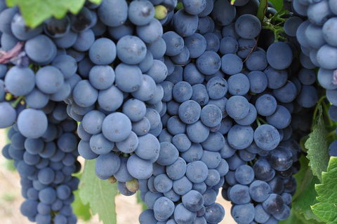 Barossa Valley Cellar Doors Luxury Wine Tour - Pubs Adelaide 4