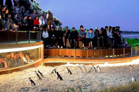 Phillip Island Medium Size Group Tour - Pubs Adelaide 3