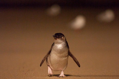 Phillip Island Medium Size Group Tour - Pubs Adelaide 4