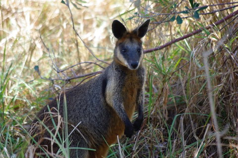 Byron Bay Combo: Hinterland Tour Including Minyon Falls And Kayaking With Dolphins - Pubs Adelaide 2