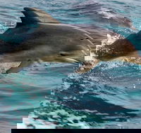 1.5HR Mudjimba Island Wildlife Safari - Pubs Adelaide
