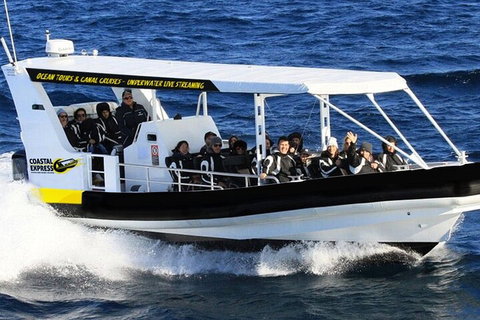 Mooloolaba Whale Watching Tour - Pubs Adelaide 0