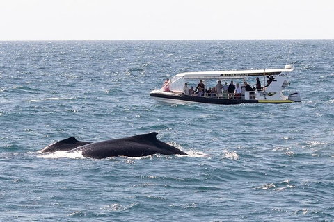 Mooloolaba Whale Watching Tour - Pubs Adelaide 1
