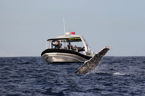 Mooloolaba Whale Watching Tour - Pubs Adelaide 2