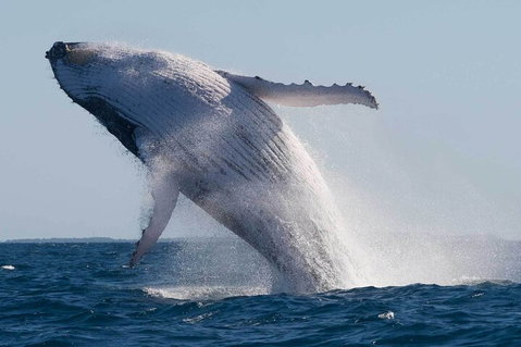 Mooloolaba Whale Watching Tour - Pubs Adelaide 3