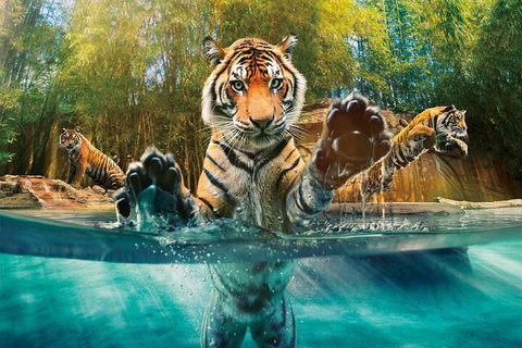 Croc Express To Australia Zoo From Gold Coast - Pubs Adelaide 3