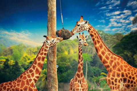Croc Express To Australia Zoo From Gold Coast - Pubs Adelaide 5