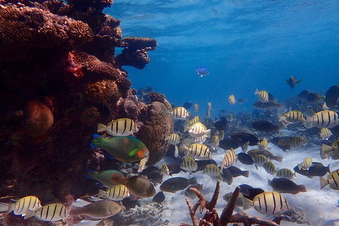 Lagoon Explorer - Ningaloo Reef Full-Day Kayaking And Snorkeling Adventure - Pubs Adelaide 2