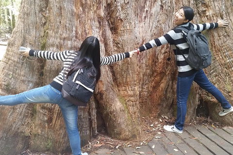 Mt Field National Park Active Day-Trip Including Bonorong And Mt Wellington - Pubs Adelaide 0