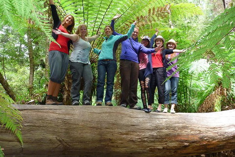 Mt Field National Park Active Day-Trip Including Bonorong And Mt Wellington - Pubs Adelaide 3