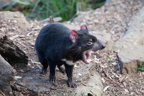 Mt Field National Park Active Day-Trip Including Bonorong And Mt Wellington - Pubs Adelaide 5