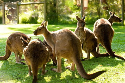 Yarra Valley Wine And Wildlife Self-Driving Tour - Pubs Adelaide 4