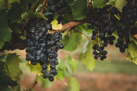 Hideaway Private Tours Hunter Valley- Indulgence Wine Tour (Full Day) - Pubs Adelaide 3