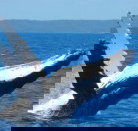 Mooloolaba Whale Watching Tour - Pubs Adelaide