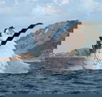 Byron Bay Whale Watching Cruise - Pubs Adelaide