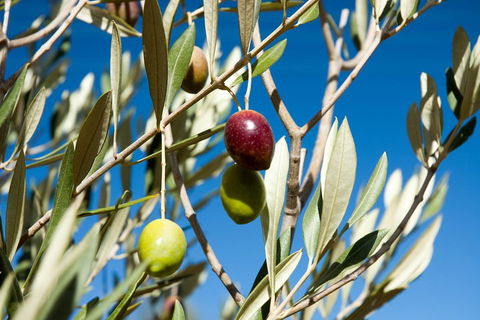 Fine Flavours - Full Day Kangaroo Island Food & Wine Tour - Pubs Adelaide 4