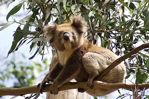 Melbourne Combo: Great Ocean Road, Puffing Billy, Moonlit Sanctuary & Penguins - Pubs Adelaide 3