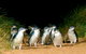 Melbourne Combo: Great Ocean Road, Puffing Billy, Moonlit Sanctuary & Penguins - thumb 4