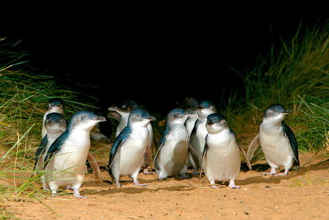 Melbourne Combo: Great Ocean Road, Puffing Billy, Moonlit Sanctuary & Penguins - Pubs Adelaide 4