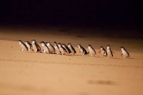 Melbourne Combo: Great Ocean Road + Phillip Island Express + Attraction Pass - Pubs Adelaide 0