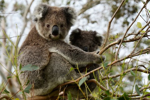 Melbourne Combo: Great Ocean Road + Phillip Island Express + Attraction Pass - Pubs Adelaide 2