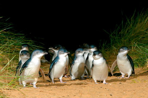 Melbourne Combo: Great Ocean Road + Phillip Island Express + Attraction Pass - Pubs Adelaide 3