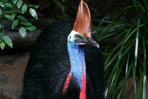 Cape Tribulation, Daintree Rainforest And Wildlife Tour - Pubs Adelaide 5