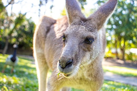 Virtual Interactive Australian Wildlife Tour With Private Guide-Wildlife Habitat - Pubs Adelaide 2