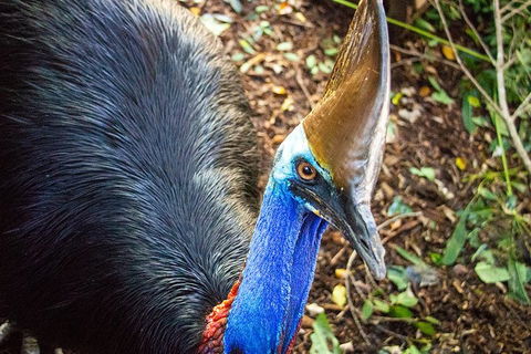 Virtual Interactive Australian Wildlife Tour With Private Guide-Wildlife Habitat - Pubs Adelaide 5