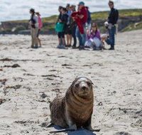 Kangaroo Island in a Day Tour from Adelaide - Pubs Adelaide