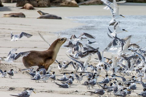 Full-Day Kangaroo Island Experience Departing From Kangaroo Island - Pubs Adelaide 1