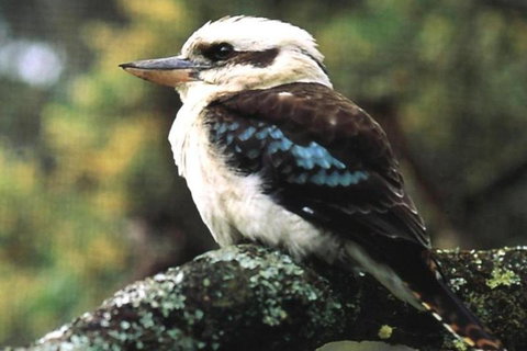 Yarra Valley Wine And Cider Tours By Classic Convertibles From Melbourne - Pubs Adelaide 4