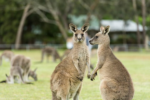 Melbourne Short Break Holiday To The Great Ocean Road & Grampians 3 Day Escape - Pubs Adelaide 5