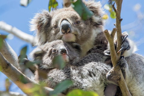 3-Day Adelaide To Melbourne Overland Trip Through Grampians And Great Ocean Road - Pubs Adelaide 3