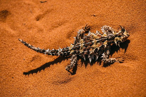 4-Day Coastal Loop Via Monkey Mia Wild Dolphins Kalbarri Pinnacles Perth Return - Pubs Adelaide 5