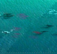 40-45 Minute Port Stephens and Stockton Beach Helicopter Flight - For 2 - Pubs Adelaide