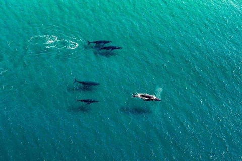 40-45 Minute Port Stephens And Stockton Beach Helicopter Flight - For 2 - Pubs Adelaide 0