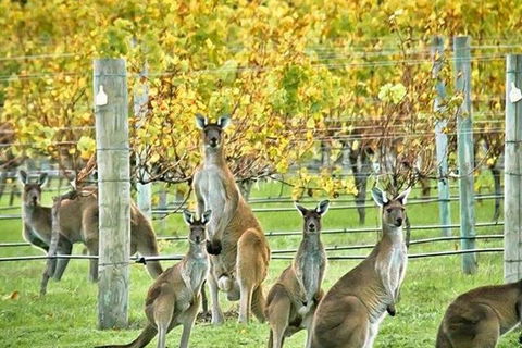 Margaret River Indulge And Discover Day Tour - Pubs Adelaide 0