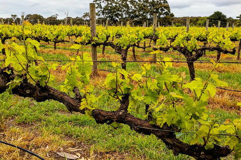 Margaret River Indulge And Discover Day Tour - Pubs Adelaide 5