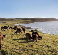 Kangaroo Island Personal Group Tours - Pubs Adelaide
