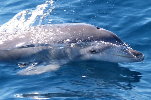 Jervis Bay Dolphin Watch Cruise - Pubs Adelaide 0