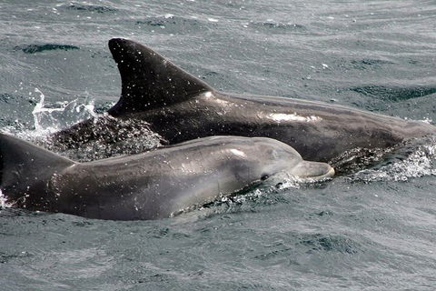 Jervis Bay Dolphin Watch Cruise - Pubs Adelaide 2