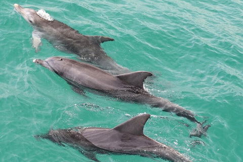 Jervis Bay Dolphin Watch Cruise - Pubs Adelaide 5