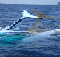 Whale Watching Jervis Bay - Pubs Adelaide