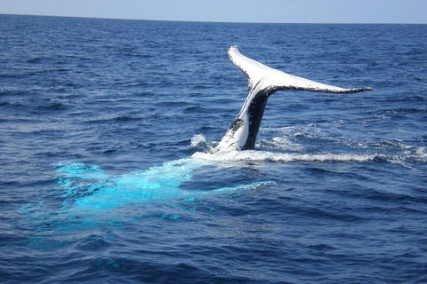 Whale Watching Jervis Bay - Pubs Adelaide 0